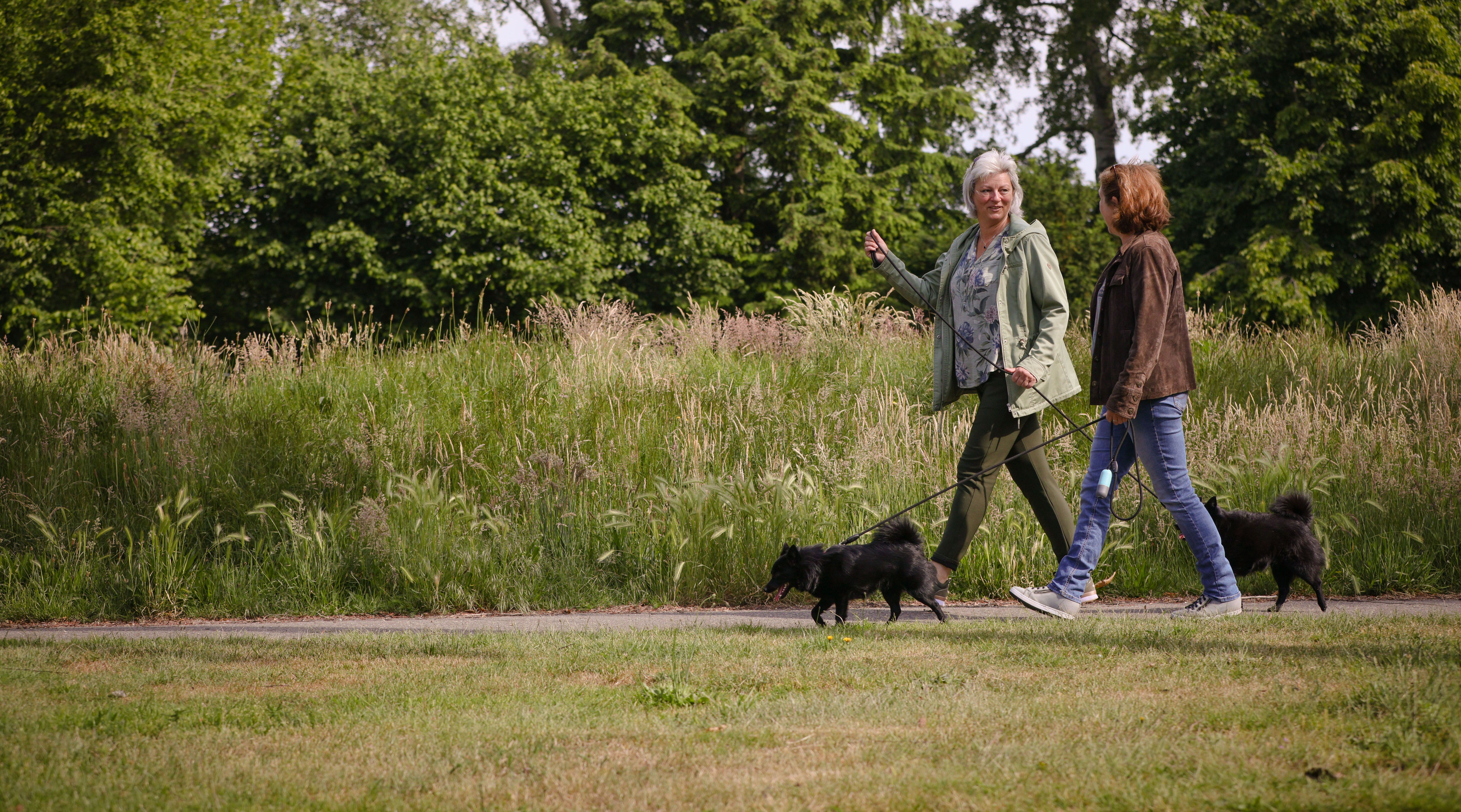 HR 0607 Hond Uitlaten 4 Uitgesneden