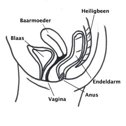 Figuur 1. Normale endeldarm